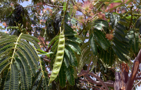 Ленкоранская акация розовая, или Альбиция ленкоранская (лат. Albizia julibrissin), семена