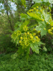 Клен остролистный (лат. Acer platanoides), семена