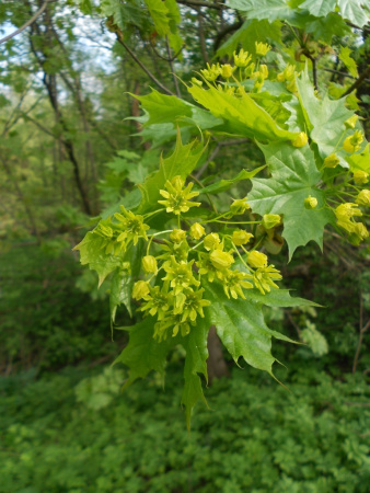 Клен остролистный (лат. Acer platanoides), семена