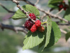 Шелковица черная (лат. Morus nigra), семена