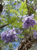 Жакаранда мимозолистная "Фиалковое дерево" (лат. Jacaranda mimosifolia), семена