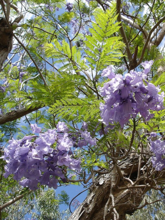 Жакаранда мимозолистная "Фиалковое дерево" (лат. Jacaranda mimosifolia), семена