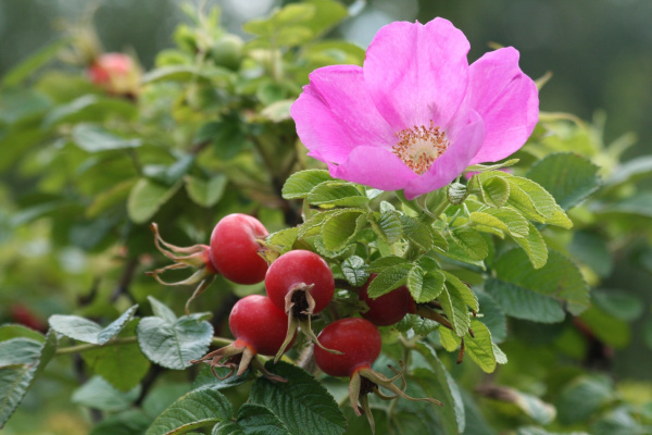 Роза морщинистая (лат. Rosa rugosa), семена