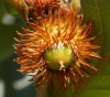 Дуб зубчатый (лат. Quercus dentata) 10 шт, семена