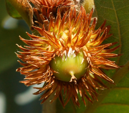 Дуб зубчатый (лат. Quercus dentata) 10 шт, семена