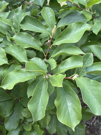 Магнолия кобус (лат. Magnolia kobus), семена