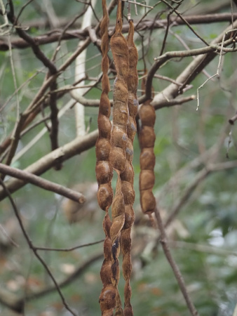 Мукуна вечнозелёная (лат. Mucuna sempervirens) 5 шт, семена