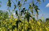 Береза повислая "Далекарлийская" (лат. Betula pendula f. dalecarlica), семена