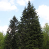 Пихта белая, или Пихта белая европейская (лат. Abies alba), семена