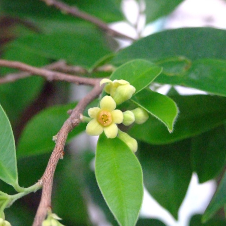 Агаровое дерево, или Аквилария китайская (лат. Aquilaria sinensis), семена