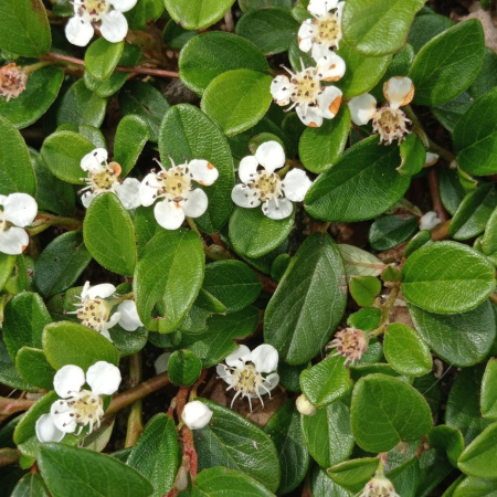 Кизильник Даммера (лат. Cotoneaster dammeri), семена