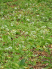 Черемша медвежий лук (лат. Allium ursinum), семена