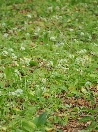 Черемша медвежий лук (лат. Allium ursinum), семена