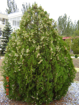 Туя восточная, или Биота, или Плосковеточник (лат. Biota, или Platycladus orientalis), семена