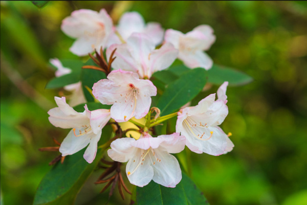 Рододендрон крупнейший (Rhododendron maximum), семена 0,2 грамма