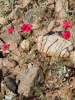 Лен крупноцветковый красный (лат. Linum grandiflorum), семена 100 шт