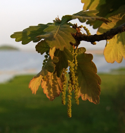Дуб зубчатый (лат. Quercus dentata) 10 шт, семена