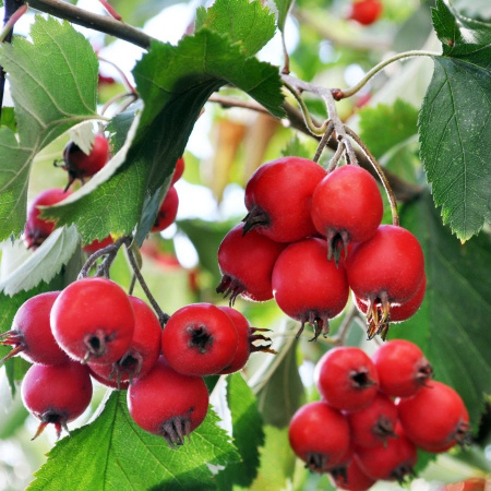 Боярышник крупноплодный (лат. Crataegus aestivalis), саженец, 1 шт