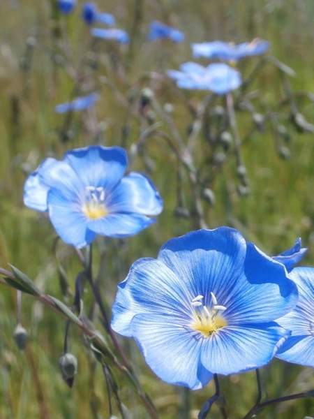 Лен обыкновенный голубой (лат. Linum usitatissimum), семена 200 шт