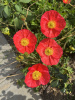 Мак голостебельный, или мак исландский микс (лат. Papaver nudicaule L.), 600 штук 