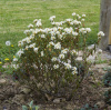 Рододендрон войлочный, или болотный (лат. Rhododendron tomentosum), семена 0,05 грамм