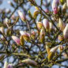 Магнолия Делавея (лат. Magnolia delavayi), семена