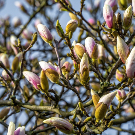 Магнолия Делавея (лат. Magnolia delavayi), семена