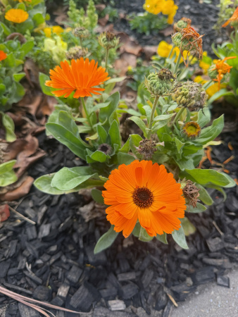 Календула лекарственная многолетняя (лат. Calendula officinalis), семена 50 шт
