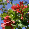 Клен татарский Хот Вингс (лат. Acer tataricum 'Hot Wings'), семена