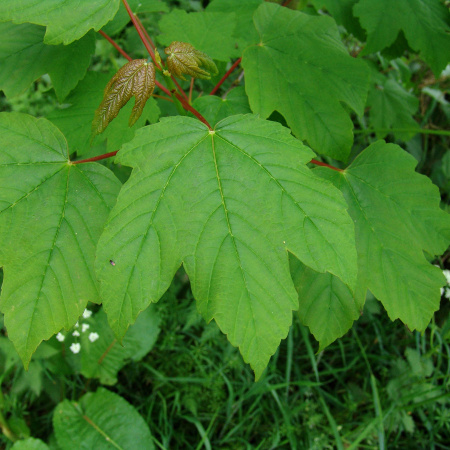 Клен ложноплатановый, или белый, или Явор (лат. Acer pseudoplatanus), семена