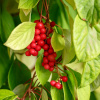 Лимонник китайский (лат. Schisandra chinensis), семена 