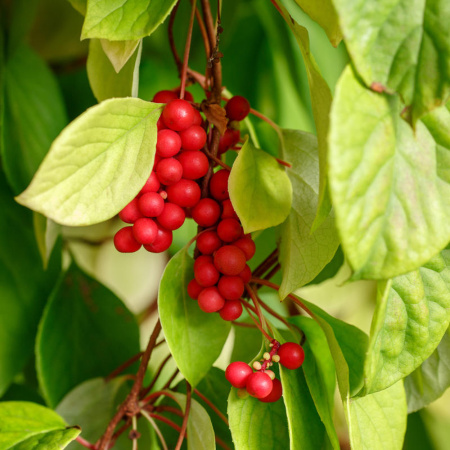 Лимонник китайский (лат. Schisandra chinensis), семена 