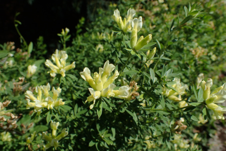 Ракитник белый (лат. Cytisus albus), семена