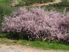 Миндаль степной (лат. Prunus tenella), семена