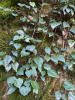 Плющ колхидский (лат. Hedera colchica), семена