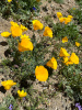 Мак калифорнийский эшшольция микс (лат. Eschscholzia californica), 100 штук