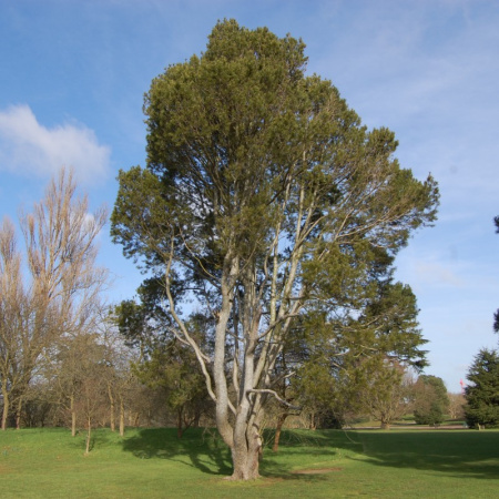 Сосна Бунге, или Сосна кружевнокорая (лат. Pinus bungeana), семена