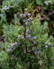 Можжевельник китайский (лат. Juniperus chinensis), семена