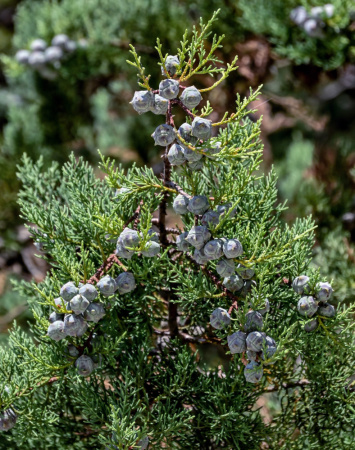 Можжевельник китайский (лат. Juniperus chinensis), семена