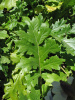 Акант обыкновенный (лат. Acanthus mollis), семена