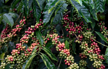 Кофе аравийский (лат. Coffea arabica), саженец, 1 шт