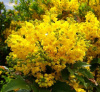 Магония падуболистная (лат. Mahonia aquifolium), семена