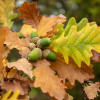 Дуб скальный (лат. Quercus petraea), семена