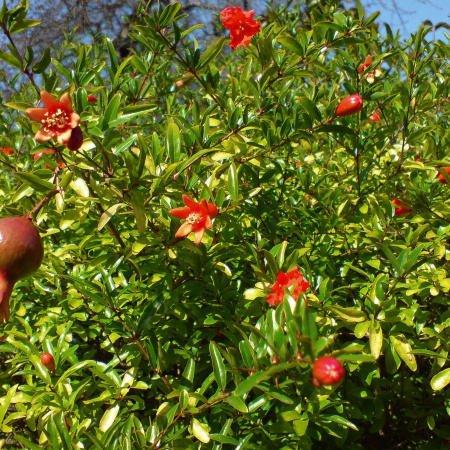 Гранат обыкновенный (лат. Punica granatum), семена