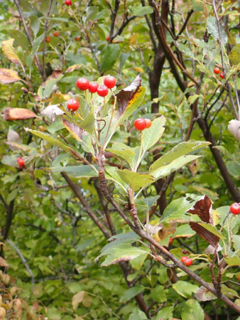 Рябина круглолистная (лат. Sorbus aria), семена