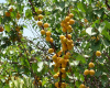 Абрикос Жердела дикий (лат. Prunus armeniaca L.)