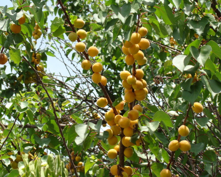 Абрикос Жердела дикий (лат. Prunus armeniaca L.)