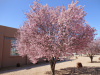 Абрикос маньчжурский "Челябинский ранний" (лат. Prunus mandschurica "Челябинский ранний"), семена