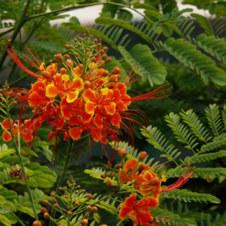 Цезальпиния красивейшая "Павлиний цветок" (лат. Caesalpinia pulcherrima), семена