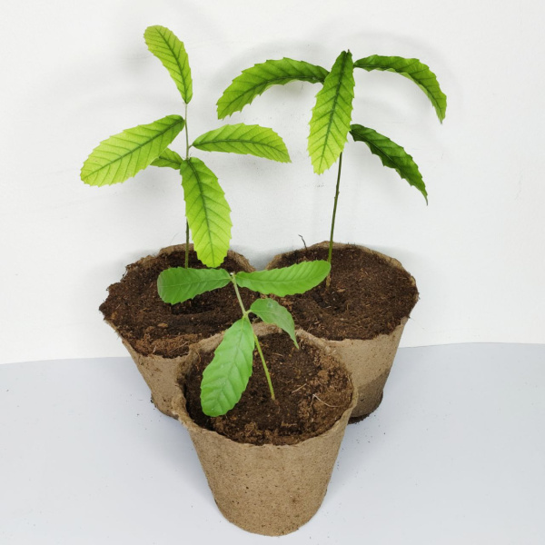 Дуб каштанолистный (лат. Quercus castaneifolia), саженцы, 3 шт